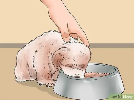 Заставьте собаку перестать рычать на вас во время еды Шаг 13