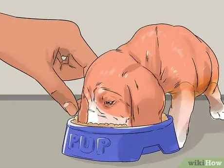 Заставьте собаку перестать рычать на вас во время еды Шаг 14