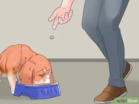 Заставьте собаку перестать рычать на вас во время еды Шаг 3