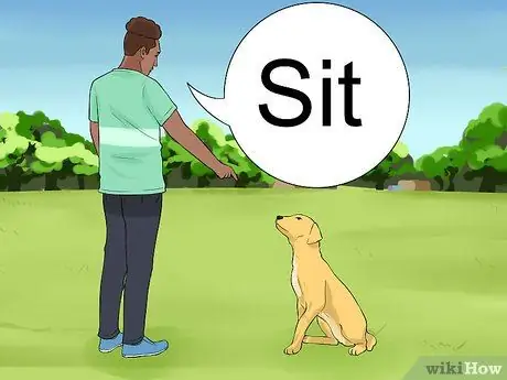 Удерживайте собаку от погони за машинами Шаг 1