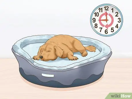 Помогите собаке приспособиться к распорядку домашнего хозяйства Шаг 8