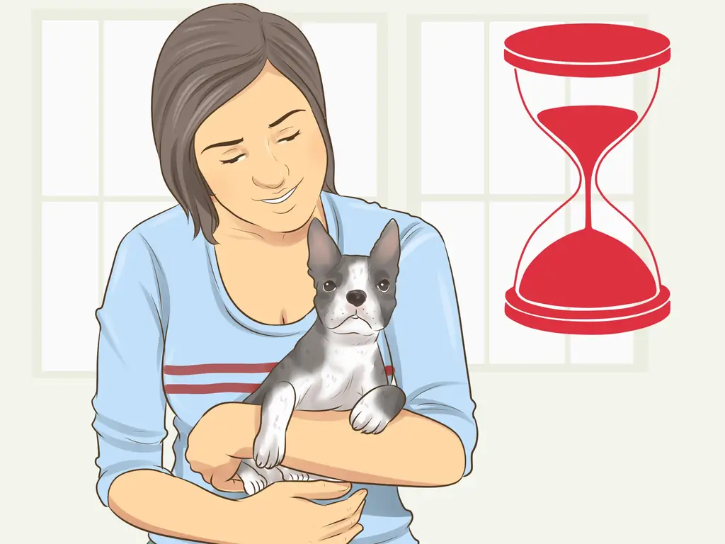 Как помочь собаке приспособиться к домашнему распорядку: 10 шагов