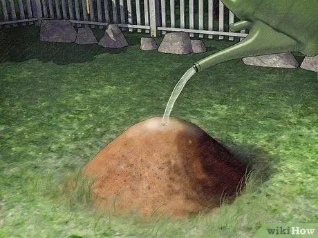 Защитите собак от ядовитых насекомых, шаг 1