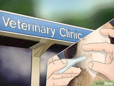 Защитите собак от ядовитых насекомых Шаг 10