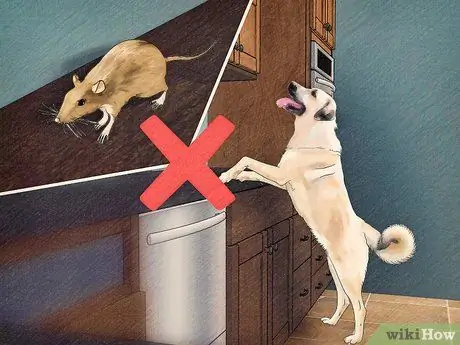 Защитите собак от ядовитых насекомых Шаг 15