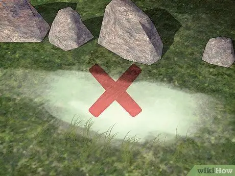 Защитите собак от ядовитых насекомых, шаг 2