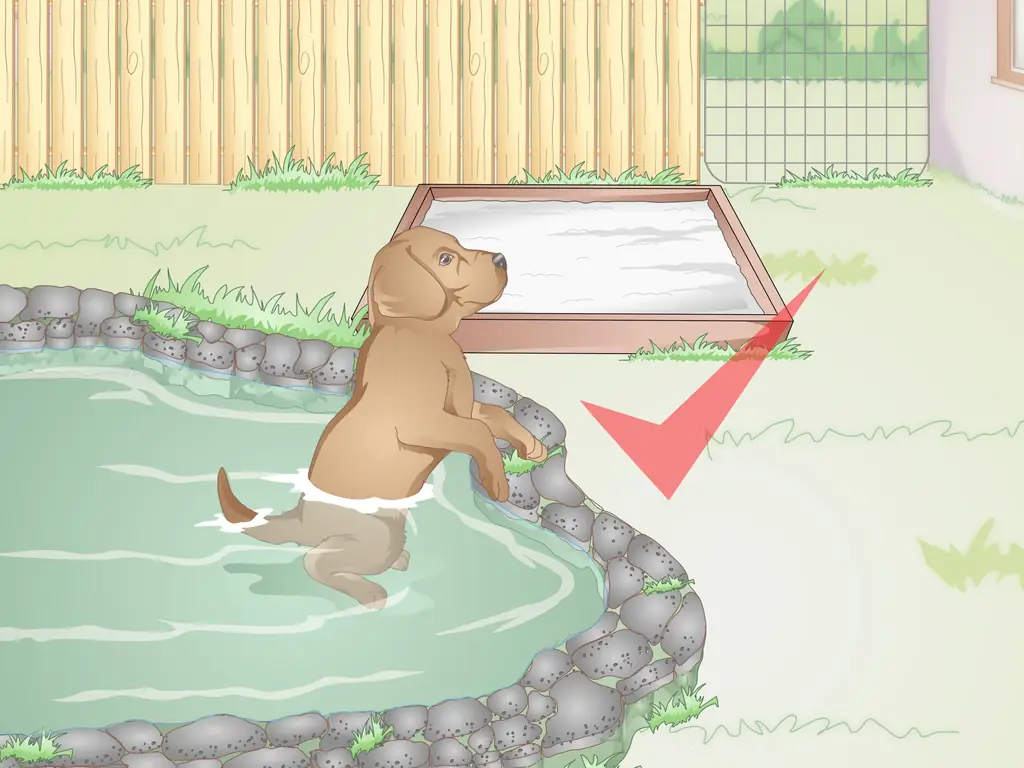 3 способа подготовить двор для собаки