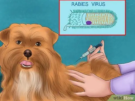 Защитите свою собаку от диких животных Шаг 1