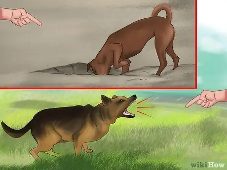 Защитите свою собаку от диких животных, шаг 2