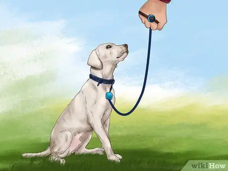 Берегите собаку от диких животных Шаг 6