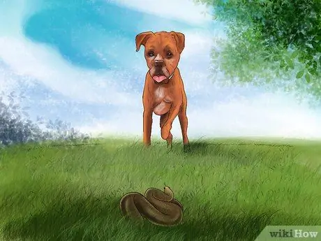 Защитите свою собаку от диких животных Шаг 7