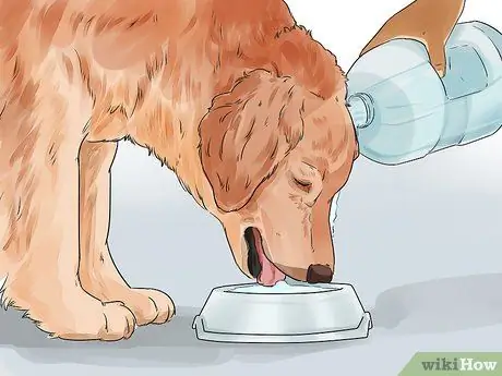 Защитите свою собаку от природных источников воды Шаг 2