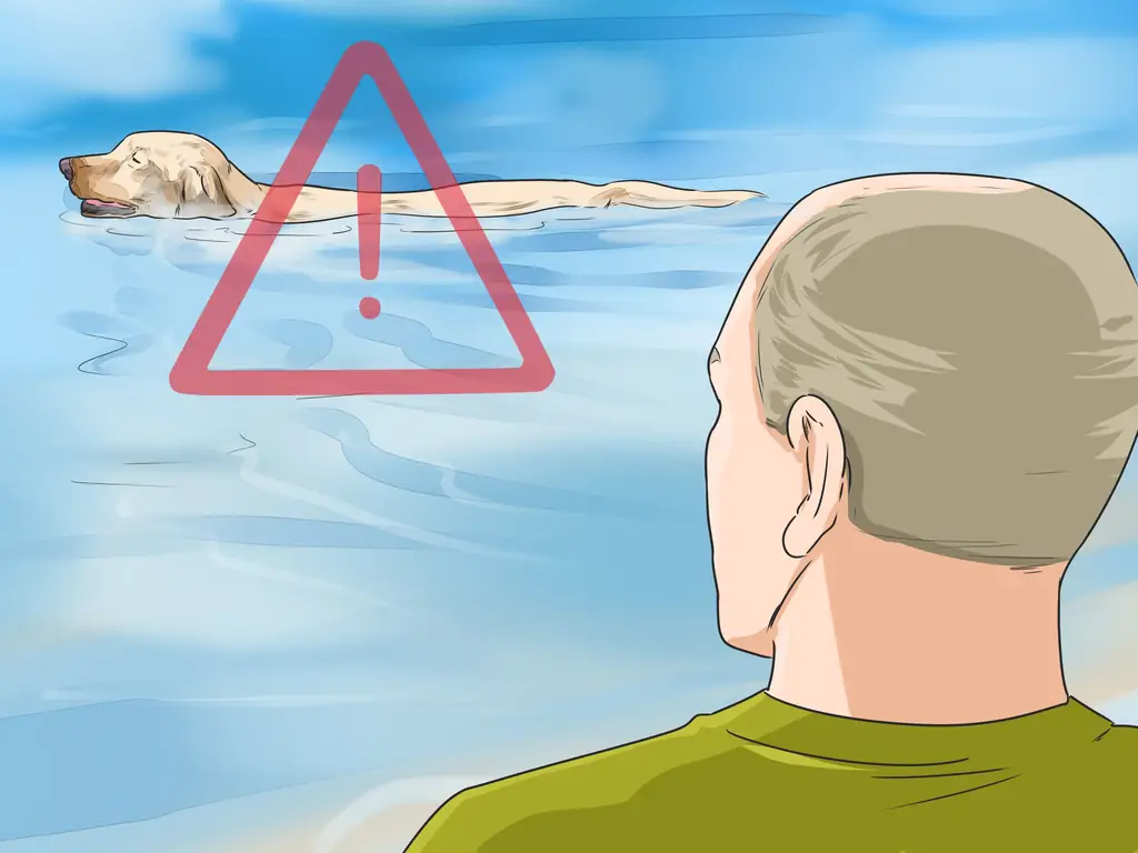 3 способа защитить вашу собаку от природных источников воды