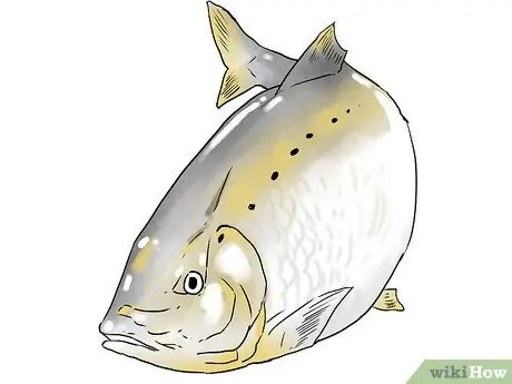 Поймать Шада, шаг 1