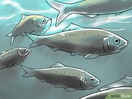 Поймать Шада, шаг 12