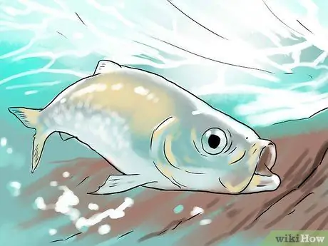 Поймать Шада, шаг 5