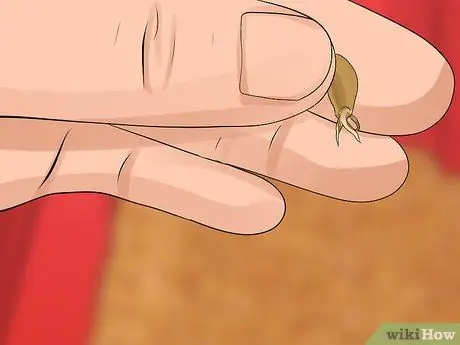 Солодовый ячмень Шаг 11