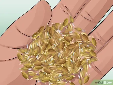 Солодовый ячмень Шаг 6