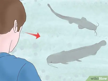 Поймать прудового сома Шаг 2