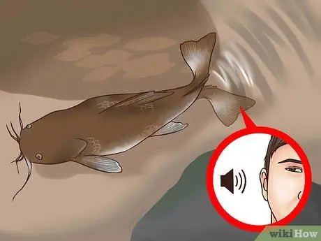 Поймать плоского сома Шаг 16