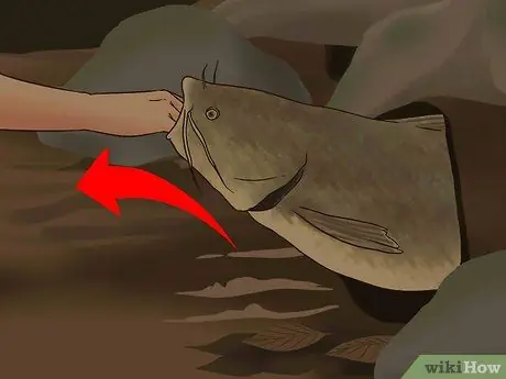 Поймать плоского сома Шаг 17