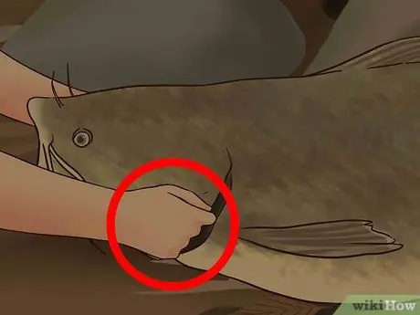 Поймать плоского сома Шаг 18