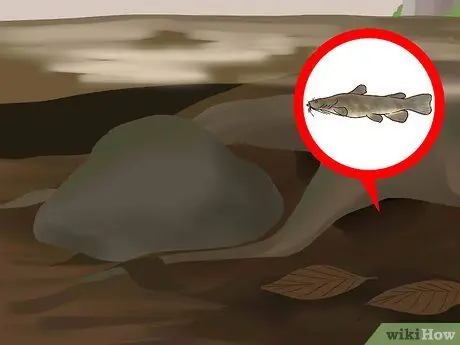 Поймать плоского сома, шаг 2