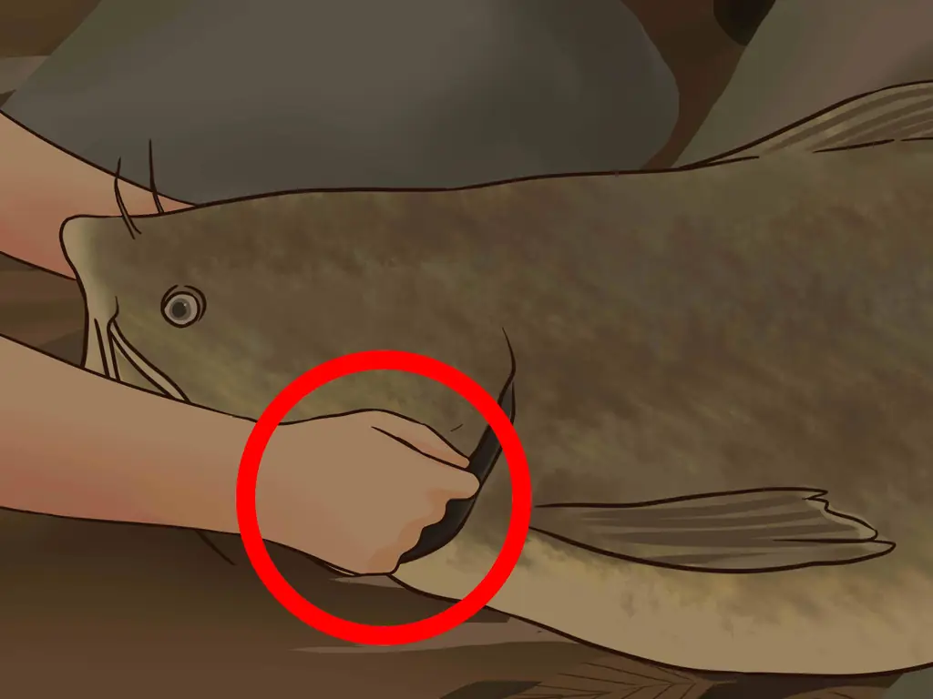 3 способа поймать плоского сома