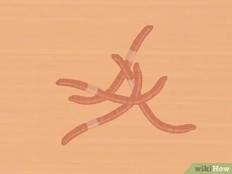 Поймать канального сома Шаг 5