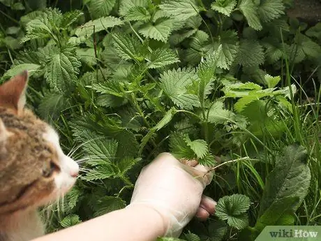 Съешьте крапиву двудомную Шаг 16