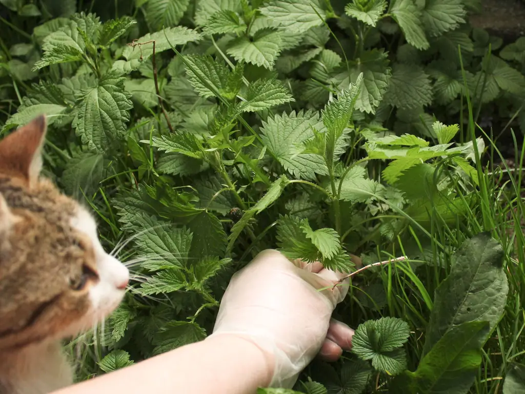 Как есть крапиву (с иллюстрациями)