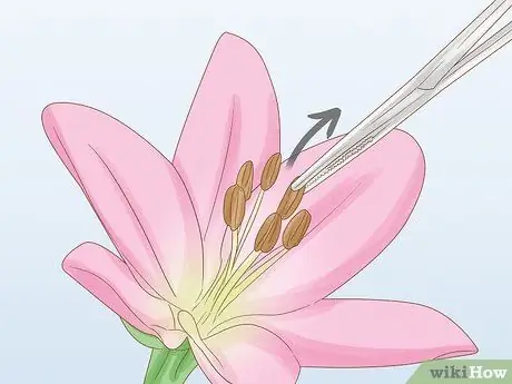 Хранение пыльцы Шаг 1