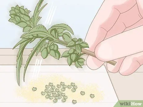 Хранение пыльцы Шаг 9