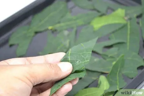 Чипсы Store Kale Step 4