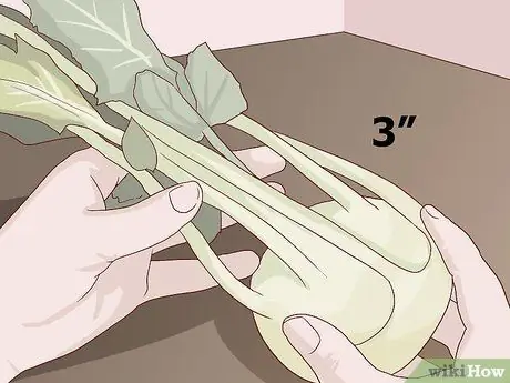 Выберите и сохраните Кольраби Шаг 2