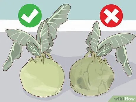 Выберите и сохраните Кольраби Шаг 3