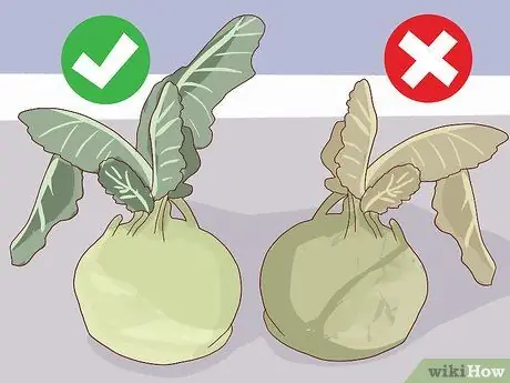 Выберите и сохраните Кольраби Шаг 4