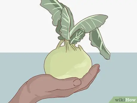 Выберите и сохраните Кольраби Шаг 6