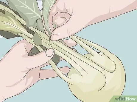 Выберите и сохраните Кольраби Шаг 7