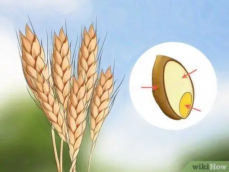 Определите, состоит ли хлеб из цельной пшеницы на 100 процентов Шаг 2