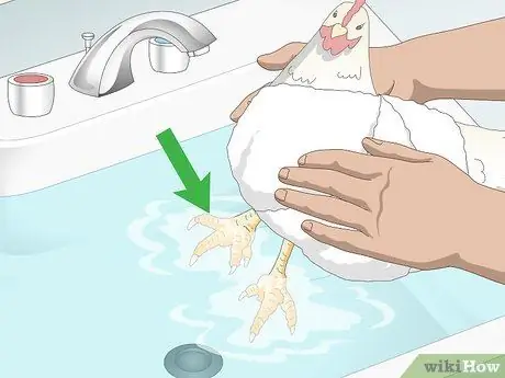 Угостить шмеля у цыплят Шаг 2