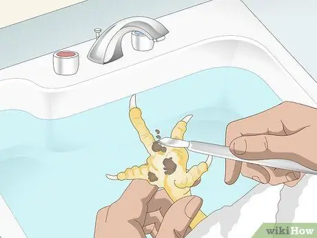 Угостить шмеля у кур Шаг 3