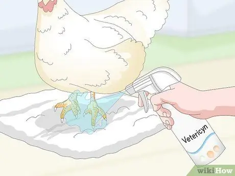 Угостить шмеля у кур Шаг 4