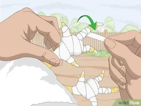 Угостить шмеля у кур Шаг 5