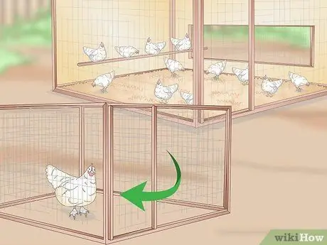 Угостить шмеля у кур Шаг 6