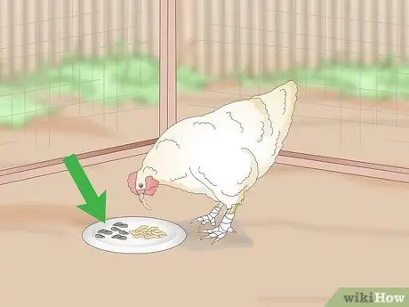 Угостить шмеля у кур Шаг 7