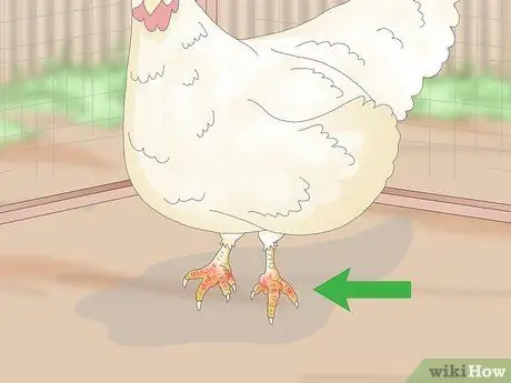 Угостить шмеля у кур Шаг 9