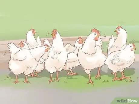 Помогите заклеванному цыпленку с раной Шаг 1