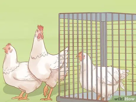 Помогите заклеванному цыпленку с раной Шаг 10