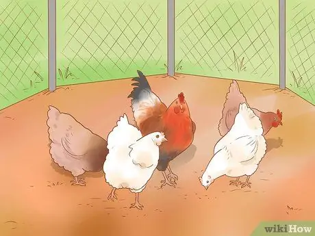 Помогите заклеванному цыпленку с раной Шаг 12